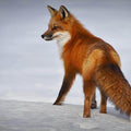 High quality wall art fine art oil painitng handpainted on canvas" a fox" stunningoilpainting.com