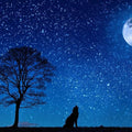 High quality wall art fine art oil painitng handpainted on canvas" wolf,moon,tree" stunningoilpainting.com