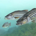 High quality wall art oil painitng handpainted on canvas " Striped Bass " stunningoilpainting.com