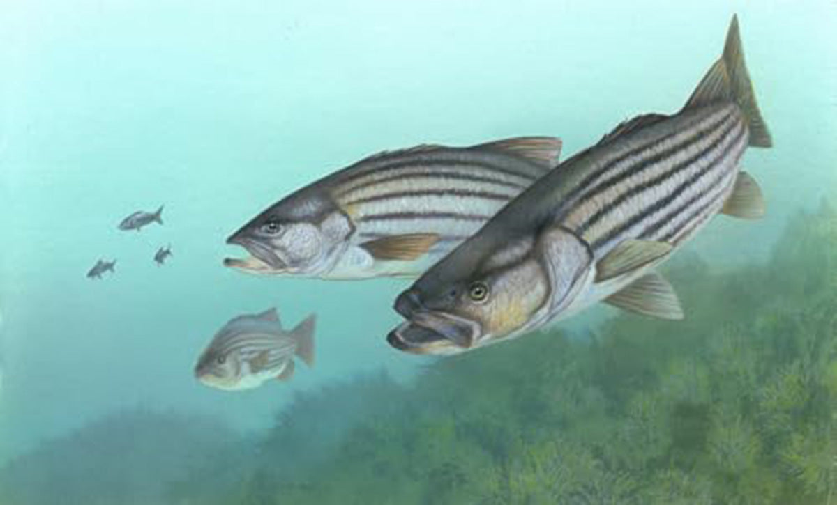 high quality wall art oil painitng handpainted on canvas " Striped Bass " stunningoilpainting.com