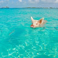 High quality wall art fine art oil painitng handpainted on canvas" A pig is swimming in the river" stunningoilpainting.com