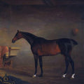 High quality wall art fine art oil painitng handpainted on canvas " a horse" stunningoilpainting.com