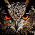 High quality wall art fine art oil painitng handpainted on canvas"Owl " stunningoilpainting.com
