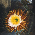High quality wall art oil painitng handpainted on canvas"A night-blooming" stunningoilpainting.com