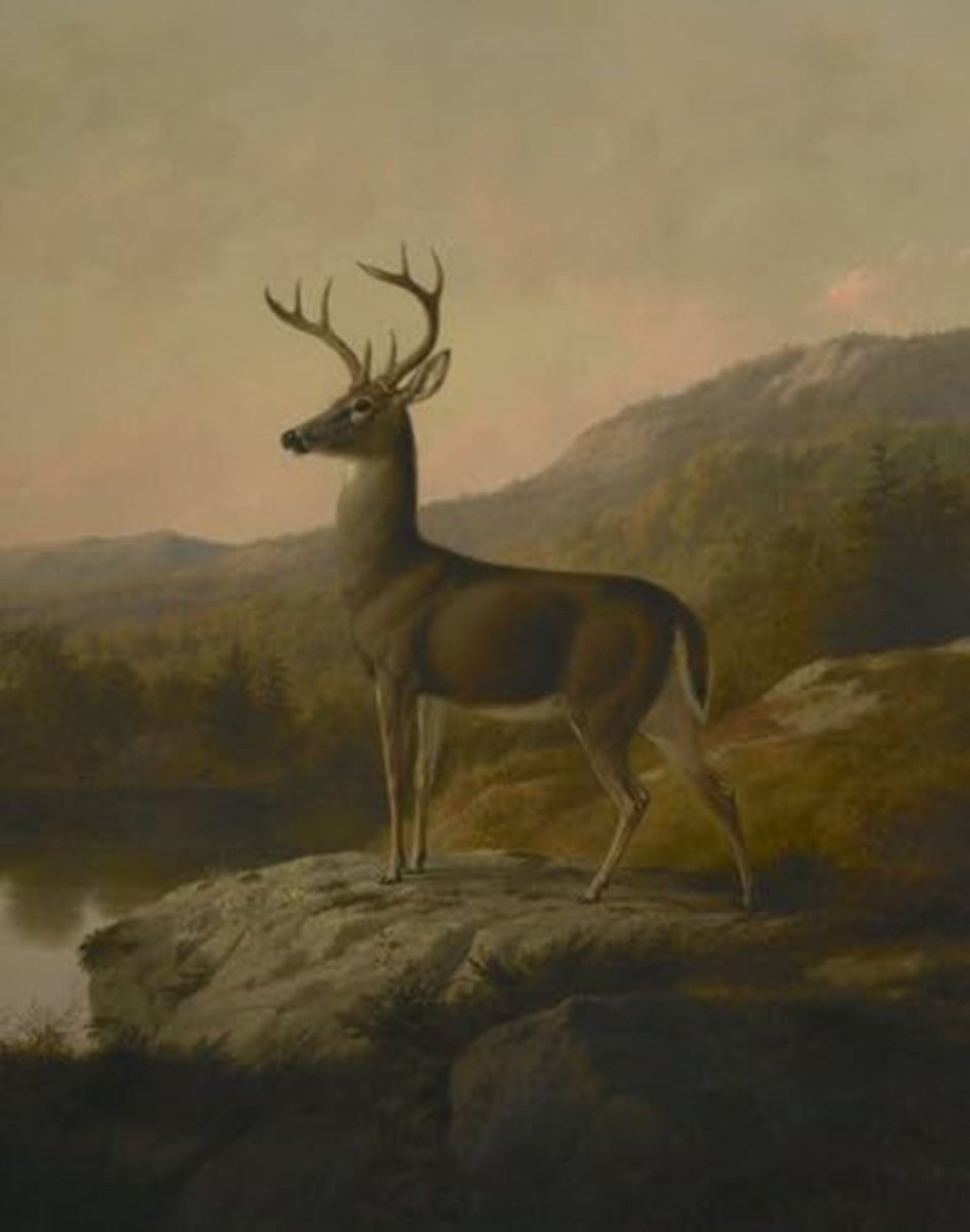 High quality wall art fine art oil painitng handpainted on canvas" A lovely deer" stunningoilpainting.com