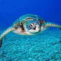 High quality wall art fine art oil painitng handpainted on canvas"sea turtle " stunningoilpainting.com