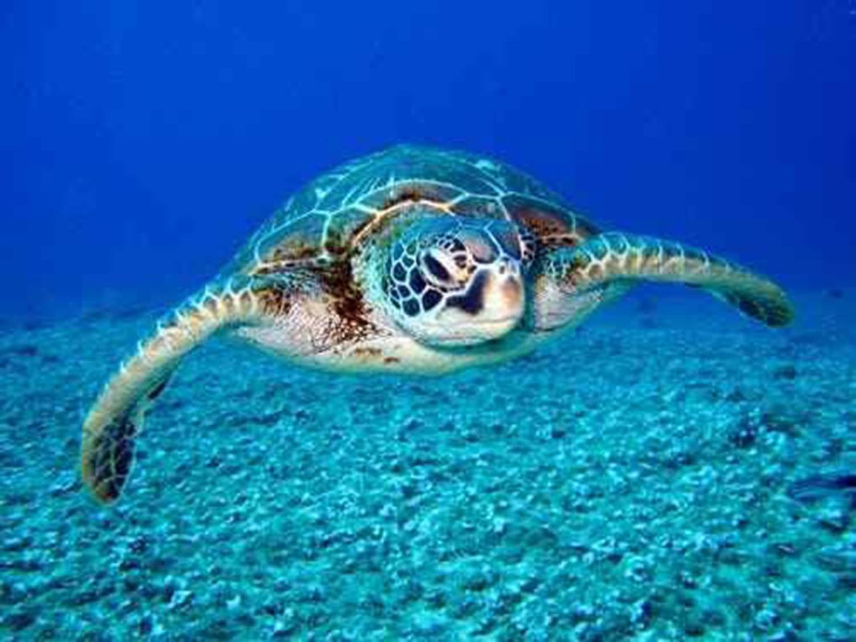 High quality wall art fine art oil painitng handpainted on canvas"sea turtle " stunningoilpainting.com