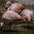 High quality wall art oil painitng handpainted on canvas"Flamingos" stunningoilpainting.com