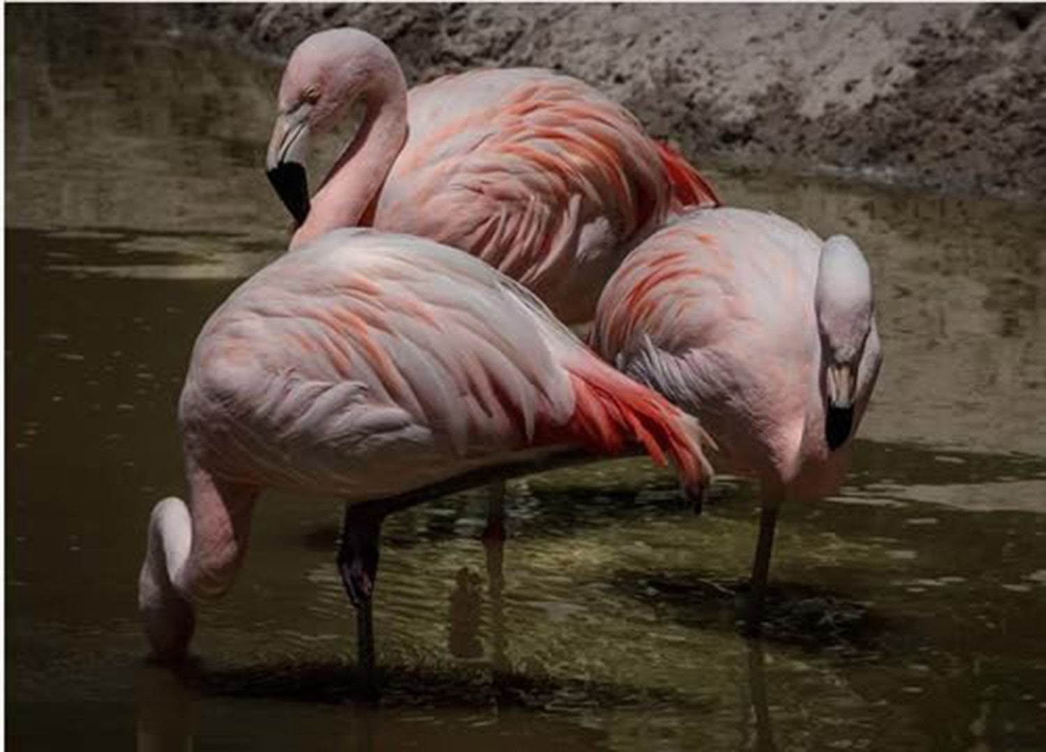 High quality wall art oil painitng handpainted on canvas"Flamingos" stunningoilpainting.com