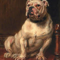 High quality wall art oil painitng handpainted on canvas"Bulldog" stunningoilpainting.com