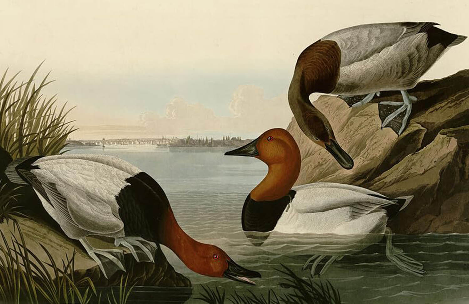 high quality wall art oil painitng handpainted on canvas" Duck" stunningoilpainting.com