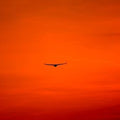 High quality wall art fine art oil painitng handpainted on canvas" Bird in the setting sun" stunningoilpainting.com