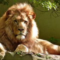 High quality wall art oil painitng handpainted on canvas" lion" stunningoilpainting.com