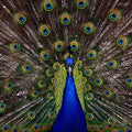 High quality wall art oil painitng handpainted on canvas" a peacock in his pride" stunningoilpainting.com
