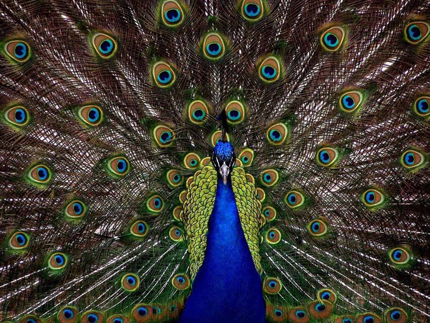 High quality wall art oil painitng handpainted on canvas" a peacock in his pride" stunningoilpainting.com