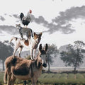 High quality wall art oil painitng handpainted on canvas "Donkey,dog,cat, cock" stunningoilpainting.com