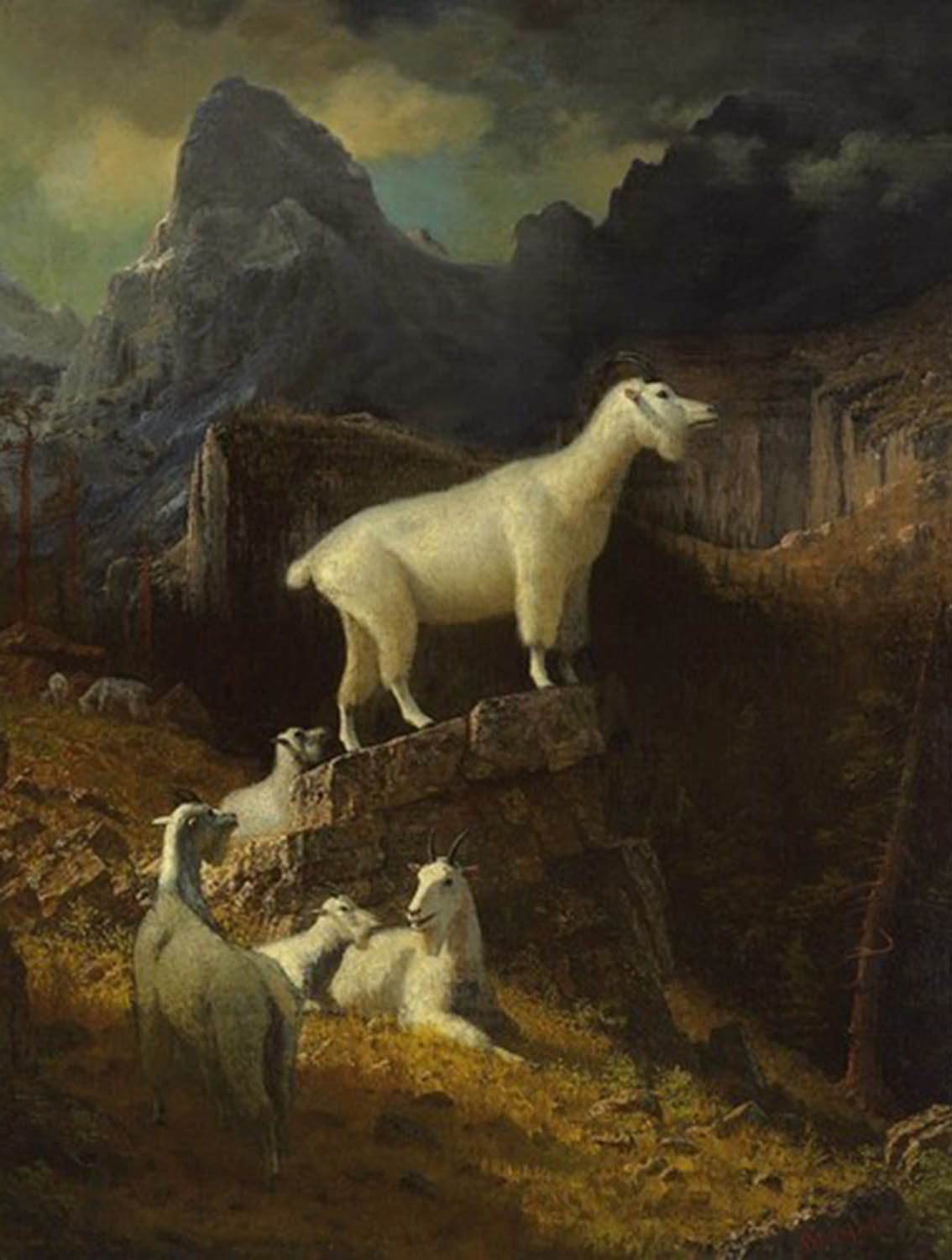 High quality wall art oil painitng handpainted on canvas "sheep" stunningoilpainting.com