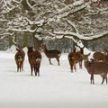high quality wall art oil painitng handpainted on canvas "deer in snow" stunningoilpainting.com