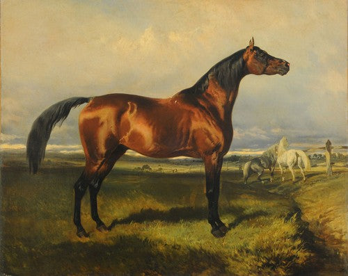 High quality wall art oil painitng handpainted on canvas "horse" stunningoilpainting.com