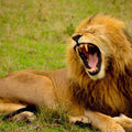 High quality wall art oil painitng handpainted on canvas"lion " stunningoilpainting.com