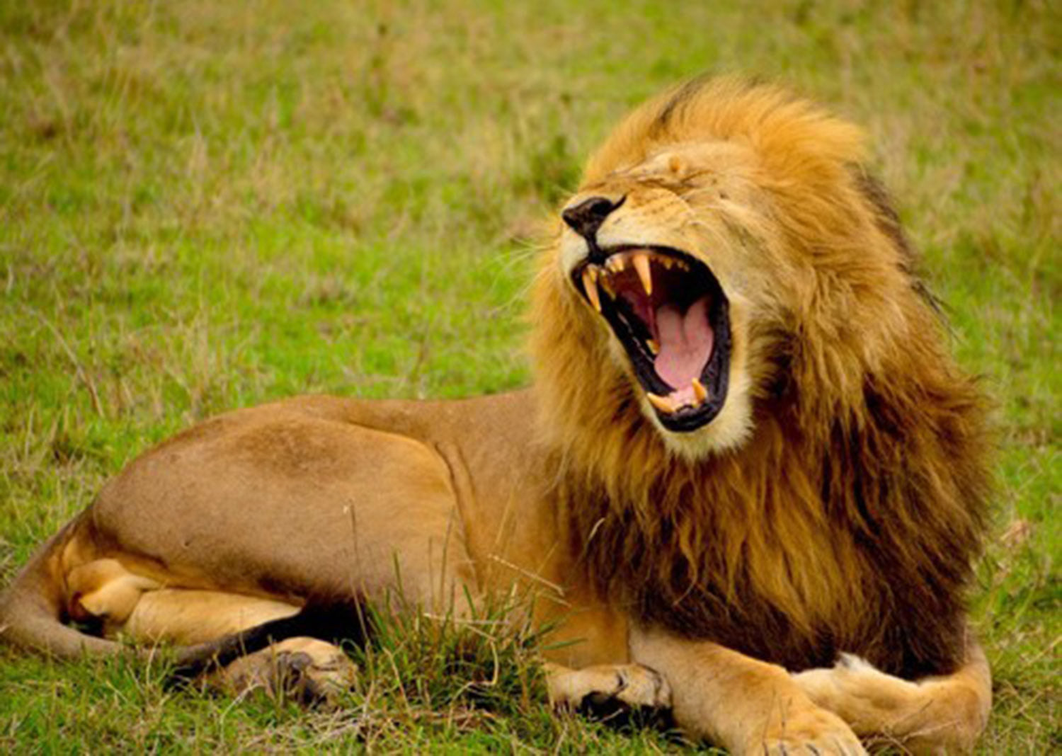 High quality wall art oil painitng handpainted on canvas"lion " stunningoilpainting.com