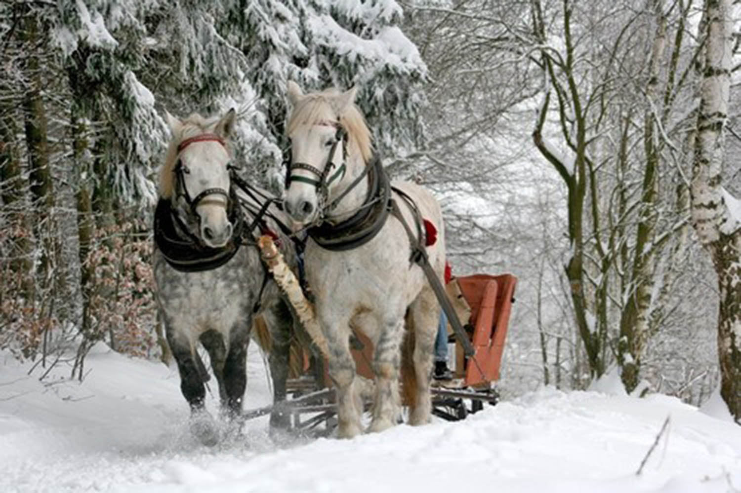 High quality wall art fine art oil painitng handpainted on canvas "horses pulling a samll cart in the snow" stunningoilpainting.com