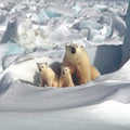 High quality wall art fine art oil painitng handpainted on canvas"A polar bear and its children" stunningoilpainting.com