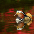 High quality wall art fine art oil painitng handpainted on canvas" A mandarin duck swimming in the river" stunningoilpainting.com