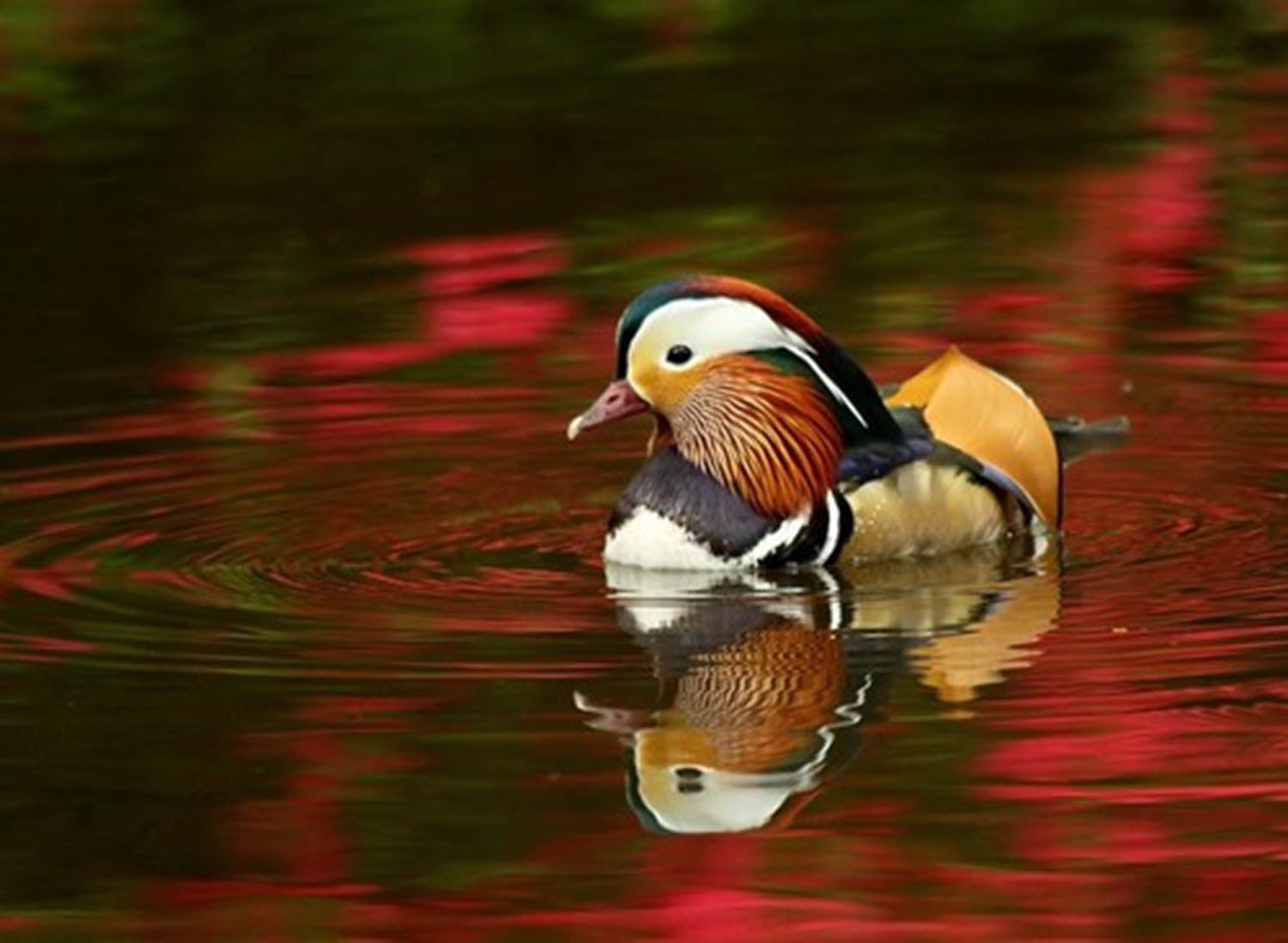 High quality wall art fine art oil painitng handpainted on canvas" A mandarin duck swimming in the river" stunningoilpainting.com