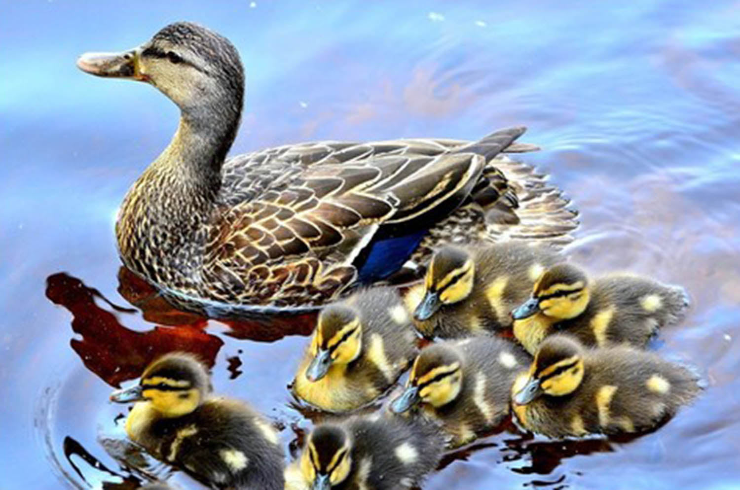 High quality wall art fine art oil painitng handpainted on canvas"The ducks are swimming in the river" stunningoilpainting.com