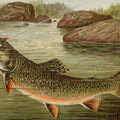 High quality wall art fine art oil painitng handpainted on canvas " Brook trout" stunningoilpainting.com