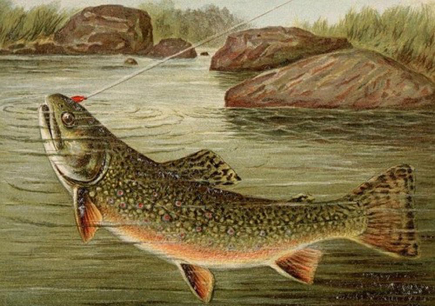 High quality wall art fine art oil painitng handpainted on canvas " Brook trout" stunningoilpainting.com