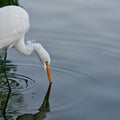 High quality wall art oil painitng handpainted on canvas"Great Egret Drinking" stunningoilpainting.com