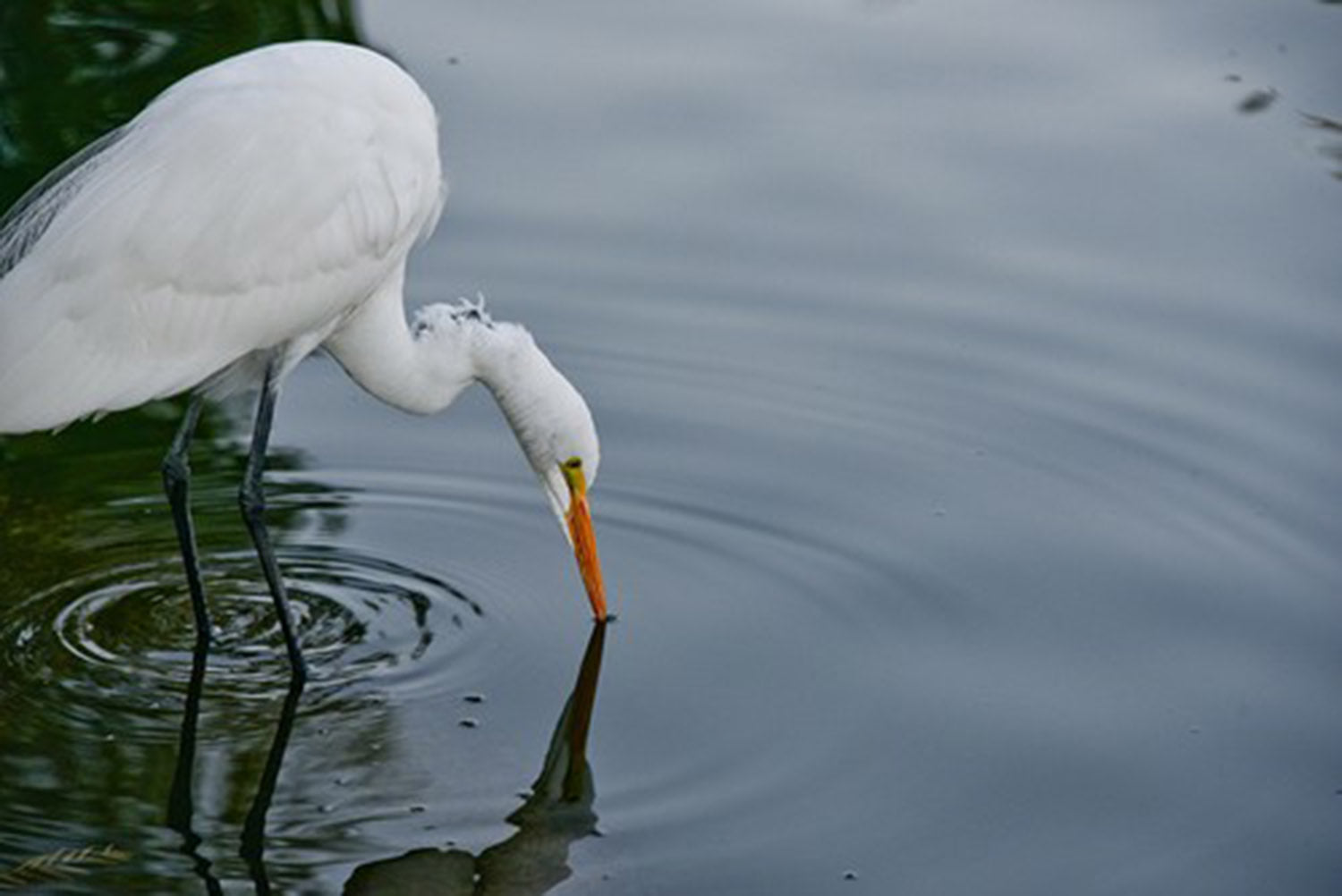 High quality wall art oil painitng handpainted on canvas"Great Egret Drinking" stunningoilpainting.com