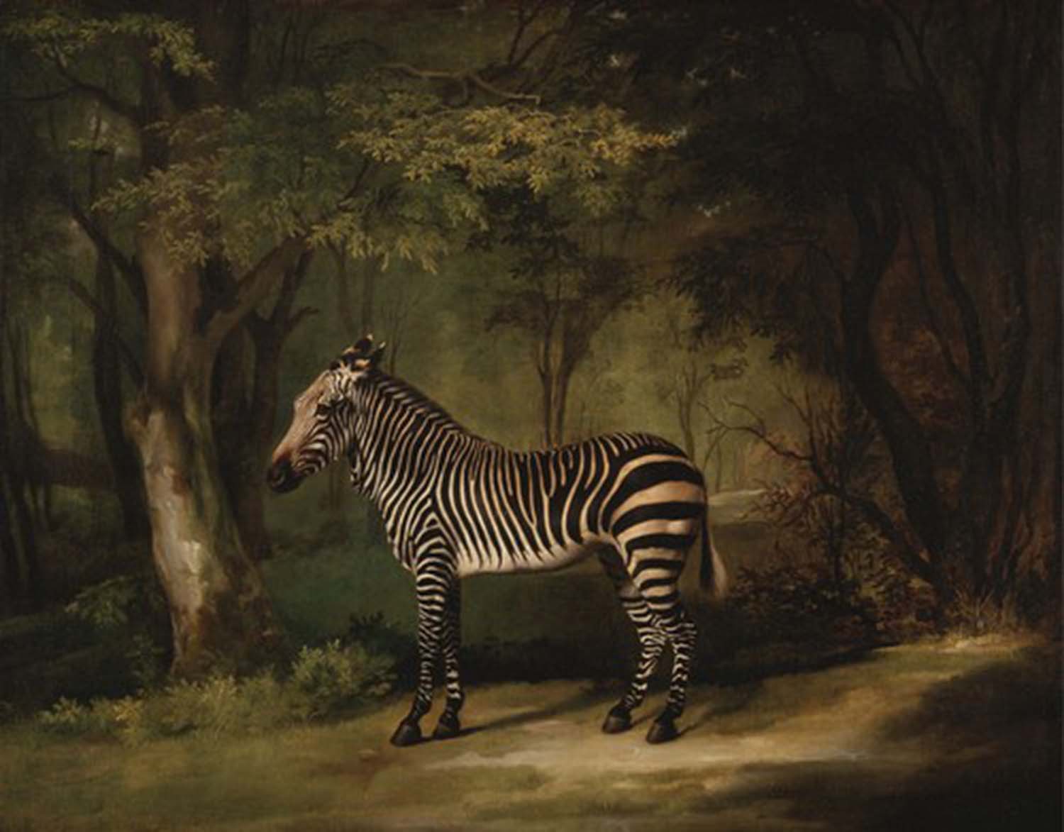 High quality wall art oil painitng handpainted on canvas "Zebra " stunningoilpainting.com
