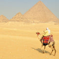 High quality wall art oil painitng handpainted on canvasa "a man riding on a camel " stunningoilpainting.com