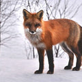 High quality wall art oil painitng handpainted on canvasa "fox" stunningoilpainting.com