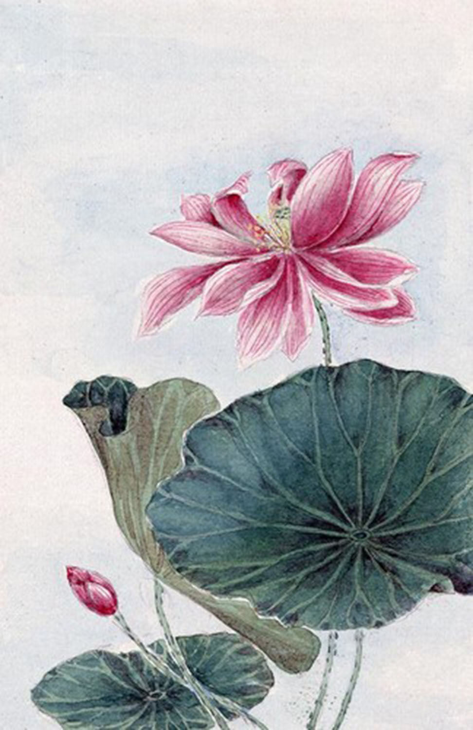 high quality wall art oil painitng handpainted on canvasa "lotus flowers" stunningoilpainting.com