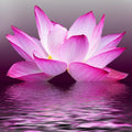 High quality wall art oil painitng handpainted on canvasa" lotus flowers in the sea" stunningoilpainting.com
