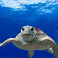 High quality wall art fine art oil painitng handpainted on canvas "A turtle in the sea" stunningoilpainting.com
