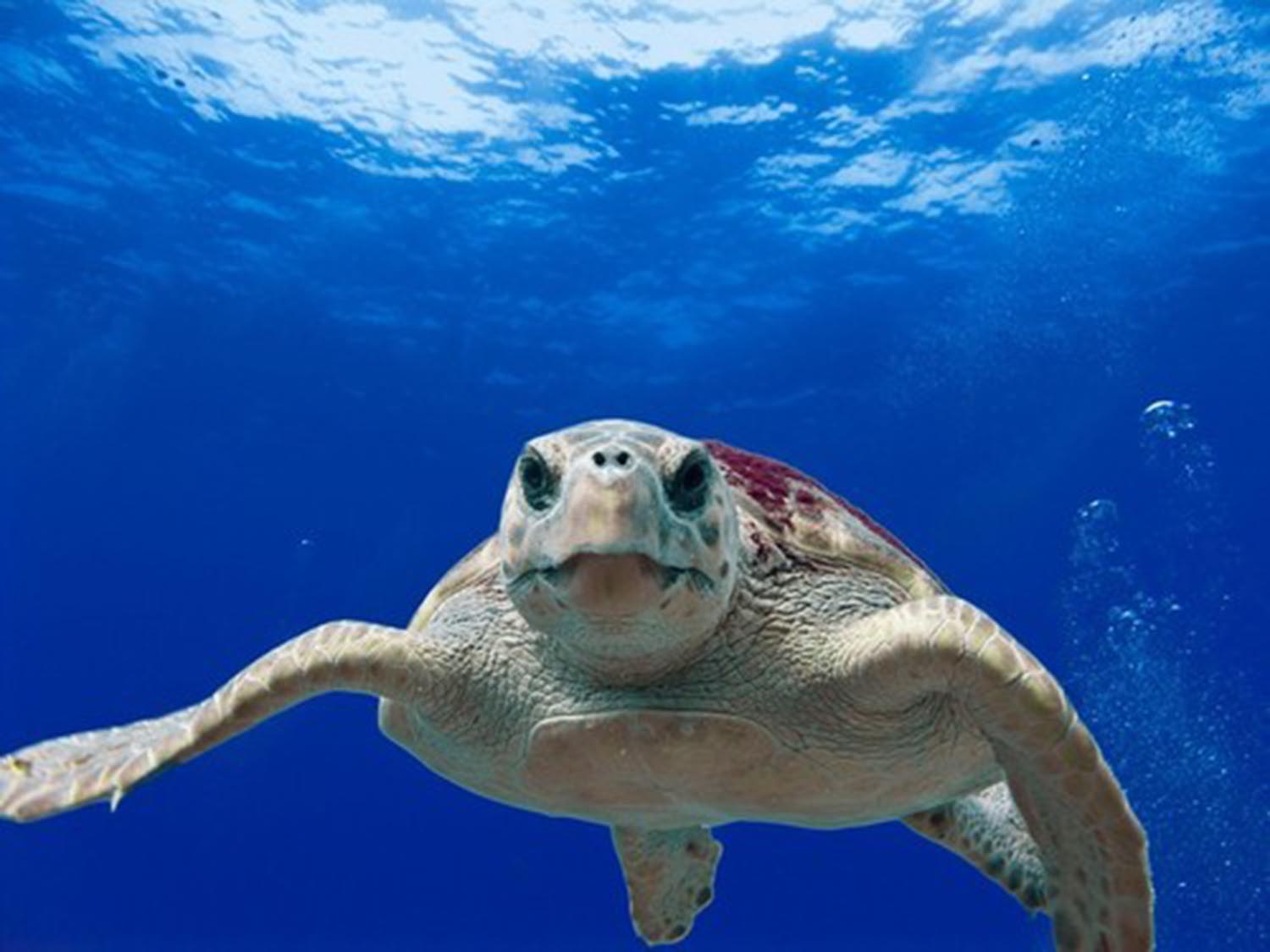 High quality wall art fine art oil painitng handpainted on canvas "A turtle in the sea" stunningoilpainting.com