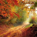 High quality wall art fine art oil painitng handpainted on canvas "autumn senery " stunningoilpainting.com