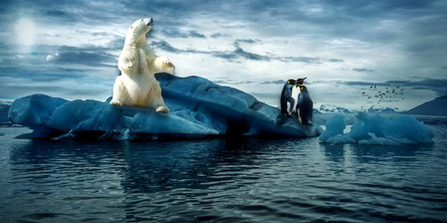 High quality wall art fine art oil painitng handpainted on canvas"penguins, polar bear" stunningoilpainting.com