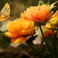 High quality wall art fine art oil painitng handpainted on canvas "beautiful flowers,butterfly" stunningoilpainting.com