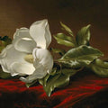 high quality wall art fine art oil painitng handpainted on canvas "Magnolia Grandiflora" stunningoilpainting.com
