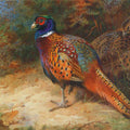 High quality wall art fine art oil painitng handpainted on canvas "Cock and hen pheasant in the undergrowth " stunningoilpainting.com
