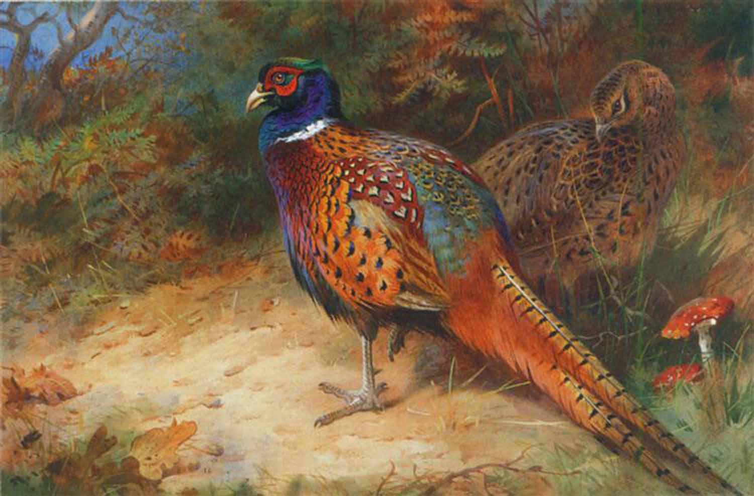 High quality wall art fine art oil painitng handpainted on canvas "Cock and hen pheasant in the undergrowth " stunningoilpainting.com